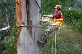 Power Tools Arborist Tree Service Tree Care