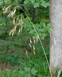 Image result for Bromus catharticus
