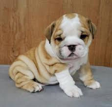 We are now a nonprofit 501(c)(3) tax exempt organization which means that your donations are tax deductible!! English Bulldog Puppies For Sale Happy Valentines Day Happyvalentinesday2016i