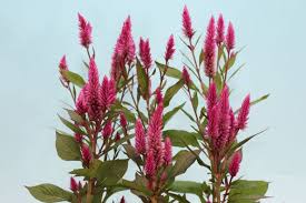 Image result for Celosia argentea