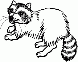 Raccoon coloring pages the raccoon is about the size of a cat with large black so download these raccoon coloring pages right away. Baby Raccoon Coloring Pages Coloring Home