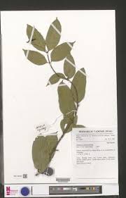Image result for Clitandra cymulosa