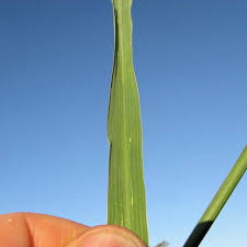 Image result for Setaria incrassata