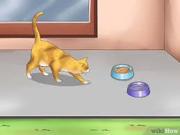 Cats also don't like walking on coffee grounds and eggshells, both of which happen to make great fertilizer. How To Keep A Stray Cat Away From Your Cat 13 Steps