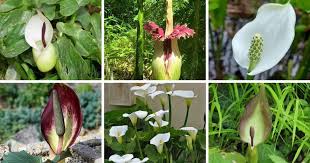 Image result for Araceae