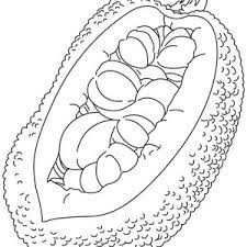 Jackfruit coloring pages provided for. Coloring Pages An Open Jack Fruit Coloring Page