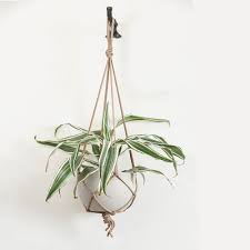 Accentuate the natural beauty of greenery with indoor cement planters from alibaba.com. Cement Hanging Planter Stone