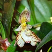 Image result for Solenangis