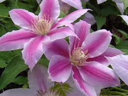 Image result for Clematis dolichopoda