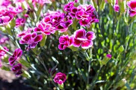 We did not find results for: Carnations Different Flower Types How To Grow And Care Florgeous