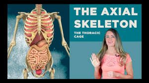 The rib cage, shaped in a mild cone shape and more flexible than most bone sets, is made up of varying elements such as the thoracic vertebra, 12 equally paired ribs, costal cartilage, and held together anteriorly by the sternum. The Thoracic Cage The Rib Cage Youtube