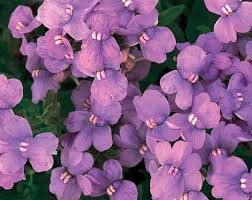 Image result for Nemesia fruticans