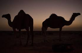 If you've never ridden a camel before, limit your first ride to about an hour. 5 000 Feral Camels Culled In Drought Hit Australia