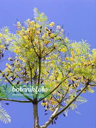 Image result for Schizolobium parahyba