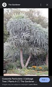 Image result for Cussonia corbisieri