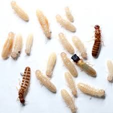 Second the subterranean, drywood termites don't live in soil and prefer dry wood as opposed to other termites that like moist more about subterranean termites. Drywood Termites Signs Damage Treatment Near Austin Yarddoc