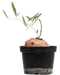 Image result for Ipomoea bolusiana