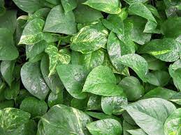 Golden Pothos Are Toxic To Pets Pet Poison Helpline