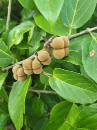 Image result for Grewia glandulosa