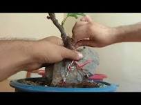 How to Make a Fig Tree Root Over Rock Bonsai (Ficus Carica)