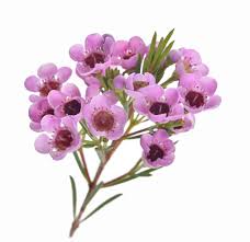 Check spelling or type a new query. How To Use The Wax Flower In Floral Design Cascade Floral Wholesale