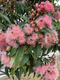 Flowering Gum Tree On My Street A Few Months Back Gardening Garden Diy Home Flowers Australian Native Garden Australian Flowers Australian Native Plants