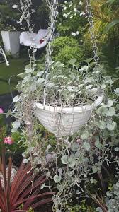 Dichondra is a broadleaf perennial which spreads via creeping stems that root at the nodes. Dichondra Silver Falls Flowers Seeds Kings Seeds