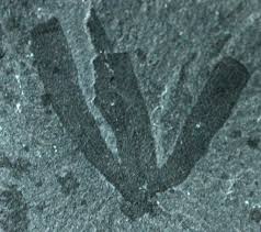 Image result for Vausagesia