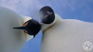 Then you can type two $ signs to make a £ appear and three to make a euro sign appear. Penguins Mug For Camera Take A Pretty Great Selfie The Two Way Npr