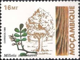 Image result for Millettia stuhlmannii