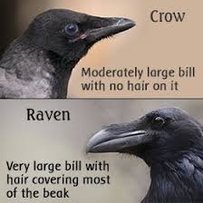 Black Birds You Can Have As Pets Animals Pets Crow Raven Pet Birds