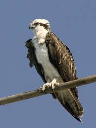 Black And White Birds In California Osprey Pandion Haliaetus Morro Bay California Usa The Osprey Sometimes Known As The Fish Eagle Sea Hawk River Hawk Birds Of Prey Pet Birds Wild Birds