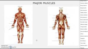 The human skeleton provides several functions including support, protection, movement and making blood cells. A Level Pe Muscular System Youtube