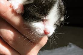 Early socialisation is very important if you want to have a friendly kitten. How Do You Determine A Cat S Sex Catster