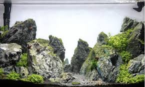 Often have aquariums and remember that setting up an aquascape is a continuous effort that requires attention, persistence. Aquascaping Aquarium Type Jbl Dreamscape