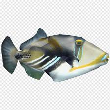 Stir together lime juice, oil, garlic, and oregano, and spoon over the fish. Triggerfish Png Images Pngwing
