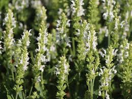 Bluten Salbei Schneehugel Salvia Nemorosa Schneehugel Salbei Garten Pflanzen Gartenpflanzen