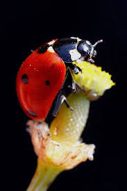 Are Black And Red Ladybugs Poisonous More At Fosterginger Pinterest Ladybug Animals Ladybug Larvae