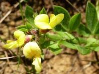 Image result for Rhynchosia albissima