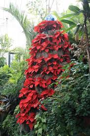 December Flower Spotlight Poinsettia