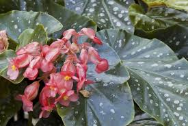 Image result for Begonia clypeifolia