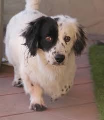 Black And White Basset Hound Mix Adopt Speed Bump A White With Black Basset Hound Border Collie Mixed Dog Dogs Dog Adoption Puppies