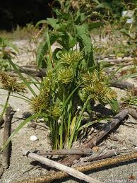 Image result for Cyperus zollingeri