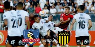 Braccatus), and some maintain these as subspecies of the colocolo. Minute By Minute Colo Colo Vs Penarol For The Copa Libertadores 2020 Archyde