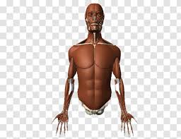 They're some of the most complex and frequently used body parts. Homo Sapiens Muscle Human Body Muscular System Anatomy Tree Upper Transparent Png