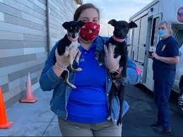 The sf spca is the place for pet adoptions. Homeless Dogs Moved From Oklahoma To Bay Area San Leandro Ca Patch