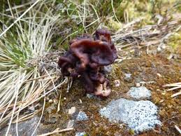 There is an abundance of edible plants and mushrooms that grow in the uk, and knowing what you can and cannot eat from your local woods will enhance your walks as well as your diet. Scottish Wildlife Blog 1 Death By Mushroom The False Morel