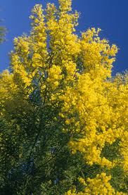 Image result for Acacia montigena