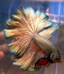 Breeder S Showcase Bettysplendens Com Betta Fish Types Betta Betta Fish