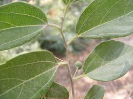Image result for Celtis tetrandra